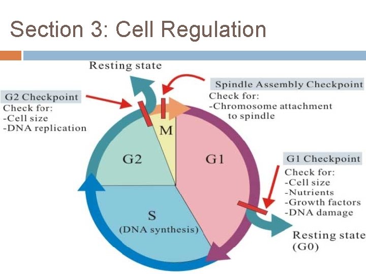 Section 3: Cell Regulation 