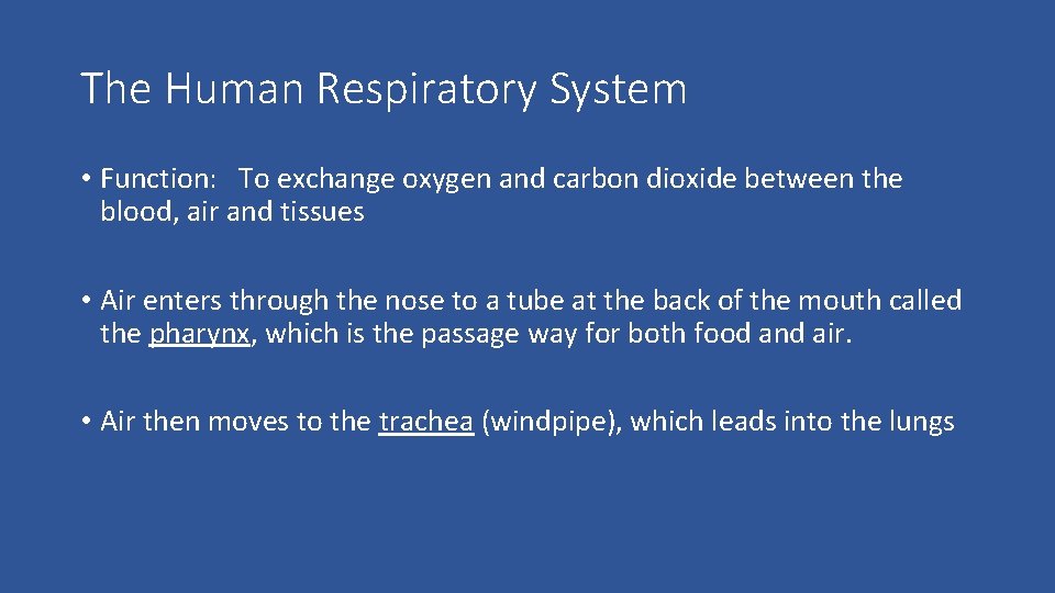 The Human Respiratory System • Function: To exchange oxygen and carbon dioxide between the