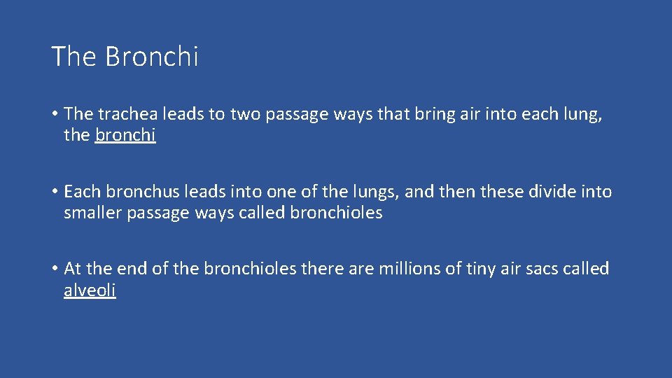 The Bronchi • The trachea leads to two passage ways that bring air into
