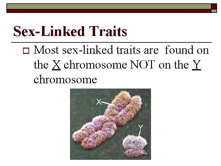 Sex-Linked Traits o Most sex-linked traits are found on the X chromosome NOT on