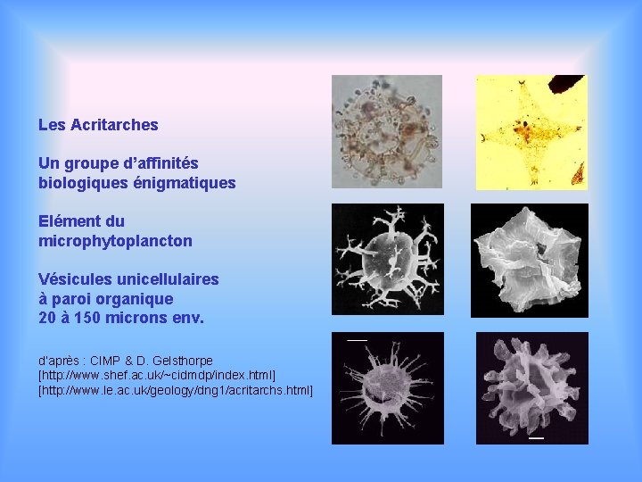 Les Acritarches Un groupe d’affinités biologiques énigmatiques Elément du microphytoplancton Vésicules unicellulaires à paroi