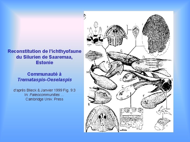 Reconstitution de l’ichthyofaune du Silurien de Saaremaa, Estonie Communauté à Tremataspis-Oeselaspis d’après Blieck &