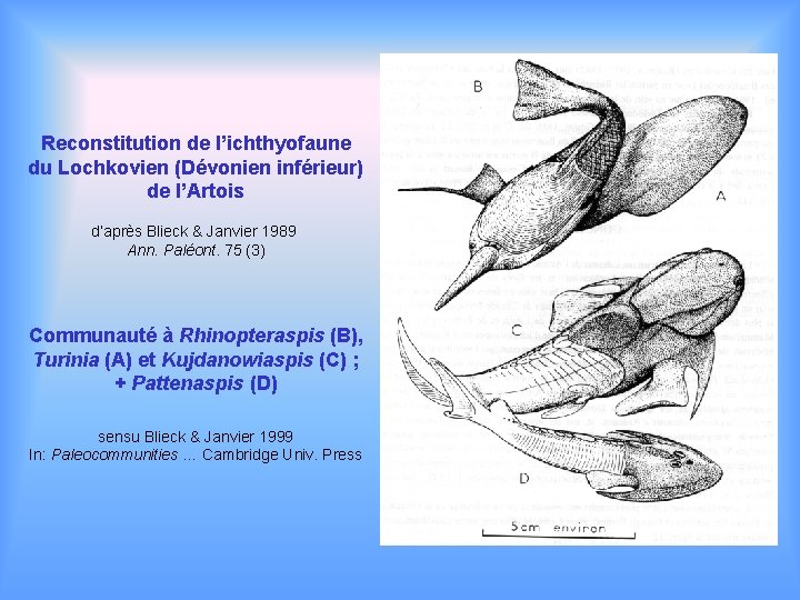 Reconstitution de l’ichthyofaune du Lochkovien (Dévonien inférieur) de l’Artois d’après Blieck & Janvier 1989