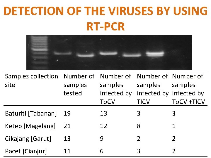 DETECTION OF THE VIRUSES BY USING RTPCR Oligonucleotide