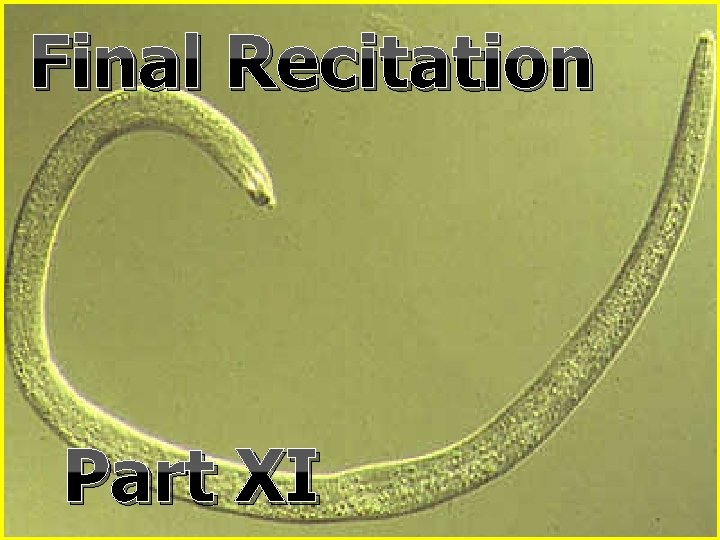 Final Recitation Part XI 