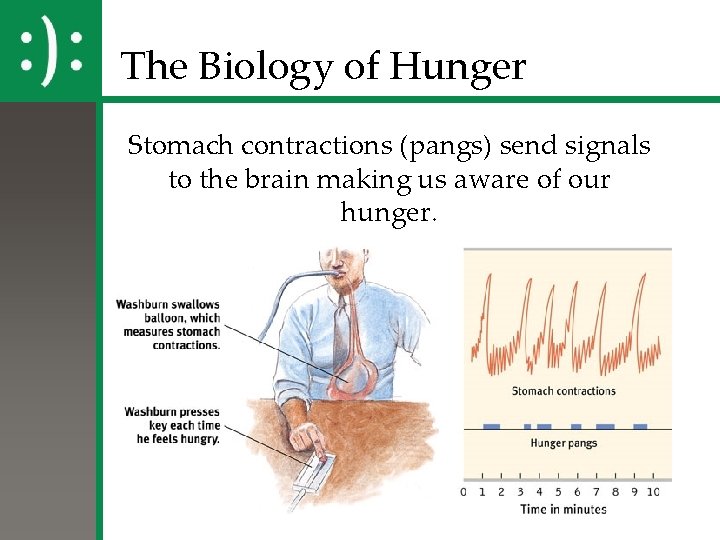 The Biology of Hunger Stomach contractions (pangs) send signals to the brain making us