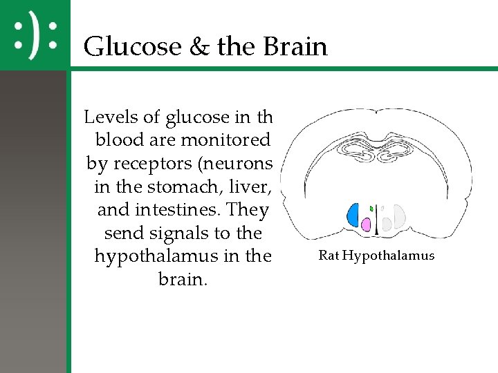 Glucose & the Brain Levels of glucose in the blood are monitored by receptors