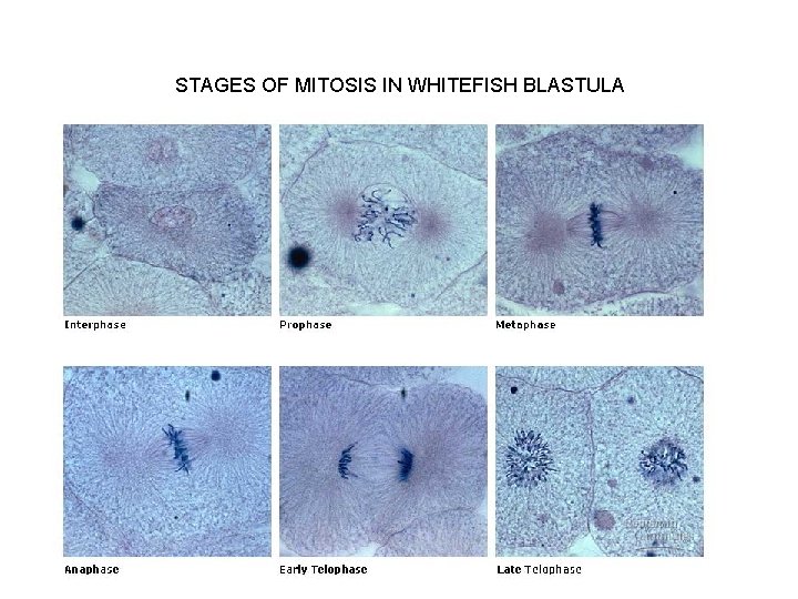 STAGES OF MITOSIS IN WHITEFISH BLASTULA 
