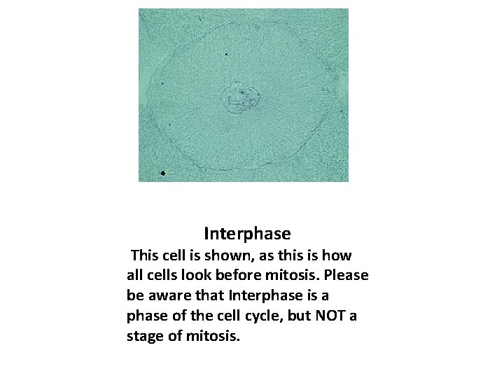 Interphase This cell is shown, as this is how all cells look before mitosis.