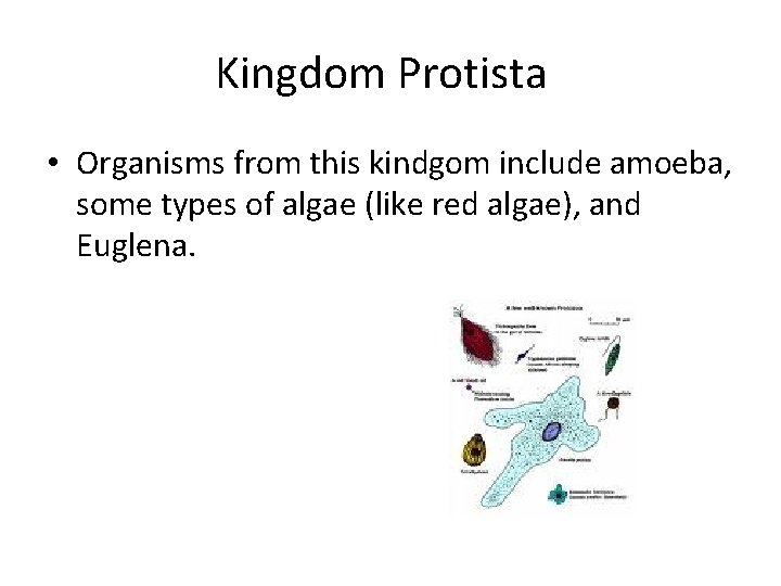 Kingdom Protista • Organisms from this kindgom include amoeba, some types of algae (like