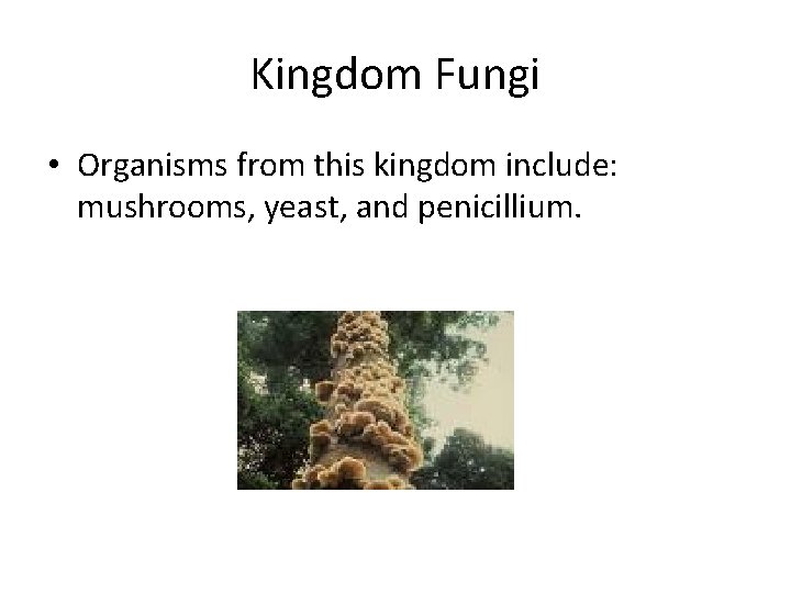 Kingdom Fungi • Organisms from this kingdom include: mushrooms, yeast, and penicillium. 