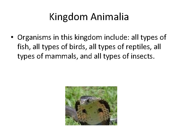 Kingdom Animalia • Organisms in this kingdom include: all types of fish, all types
