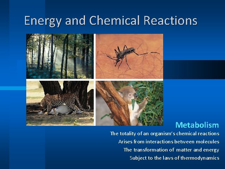 Energy and Chemical Reactions Metabolism The totality of an organism’s chemical reactions Arises from