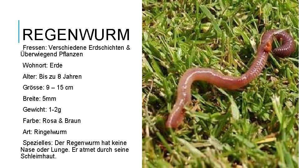 REGENWURM Fressen: Verschiedene Erdschichten & Überwiegend Pflanzen Wohnort: Erde Alter: Bis zu 8 Jahren