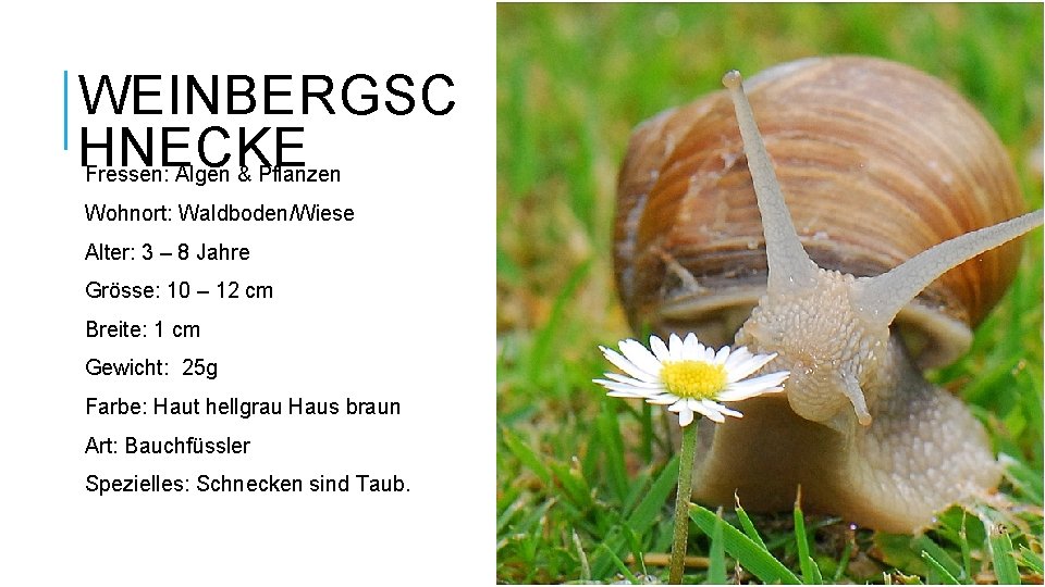 WEINBERGSC HNECKE Fressen: Algen & Pflanzen Wohnort: Waldboden/Wiese Alter: 3 – 8 Jahre Grösse: