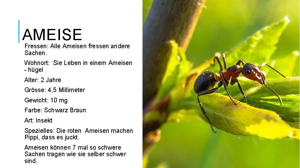 AMEISE Fressen: Alle Ameisen fressen andere Sachen. Wohnort: Sie Leben in einem Ameisen -