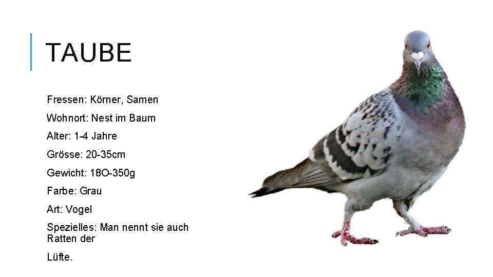 TAUBE Fressen: Körner, Samen Wohnort: Nest im Baum Alter: 1 -4 Jahre Grösse: 20