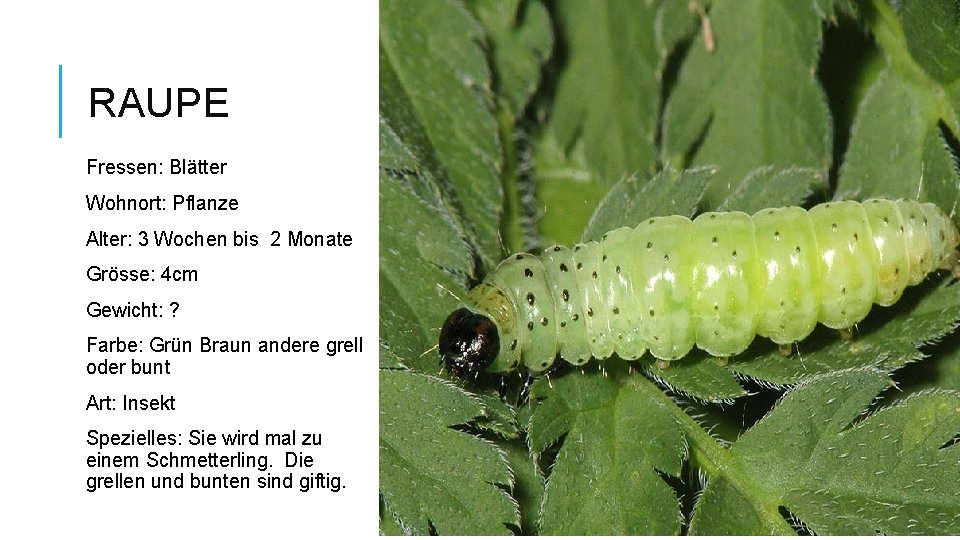 RAUPE Fressen: Blätter Wohnort: Pflanze Alter: 3 Wochen bis 2 Monate Grösse: 4 cm