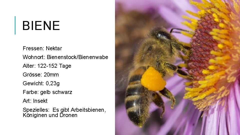 BIENE Fressen: Nektar Wohnort: Bienenstock/Bienenwabe Alter: 122 -152 Tage Grösse: 20 mm Gewicht: 0,