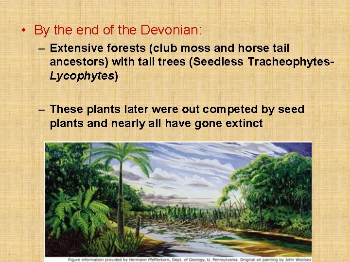  • By the end of the Devonian: – Extensive forests (club moss and