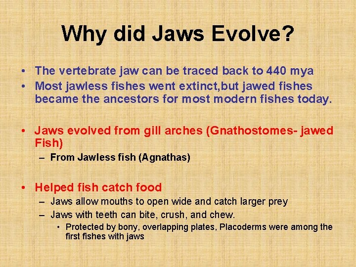 Why did Jaws Evolve? • The vertebrate jaw can be traced back to 440