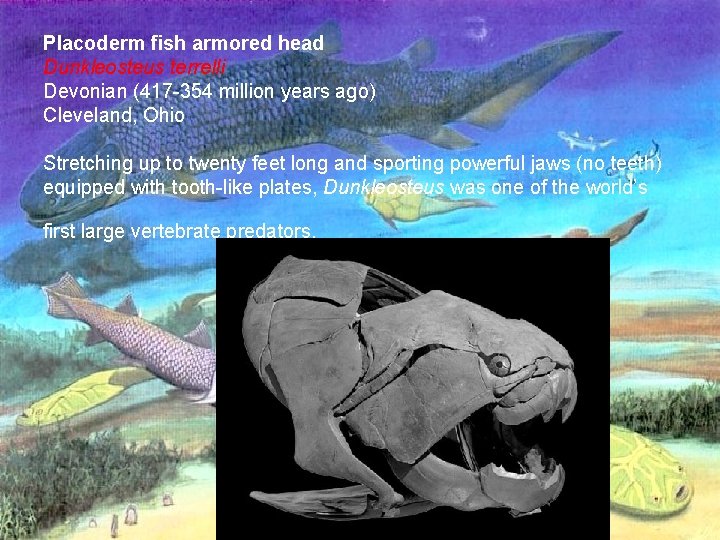Placoderm fish armored head Dunkleosteus terrelli Devonian (417 -354 million years ago) Cleveland, Ohio