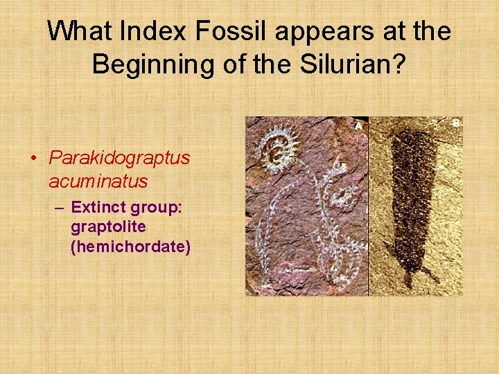 What Index Fossil appears at the Beginning of the Silurian? • Parakidograptus acuminatus –