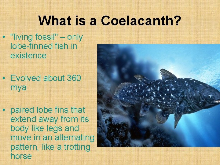 What is a Coelacanth? • "living fossil" – only lobe-finned fish in existence •