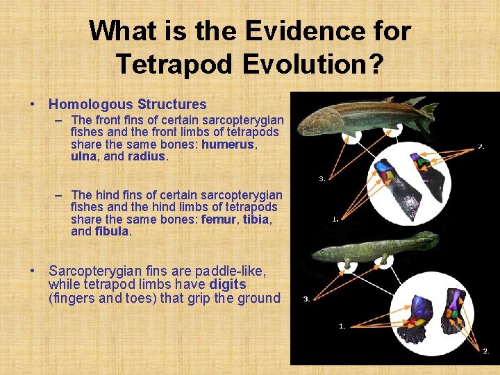 What is the Evidence for Tetrapod Evolution? • Homologous Structures – The front fins