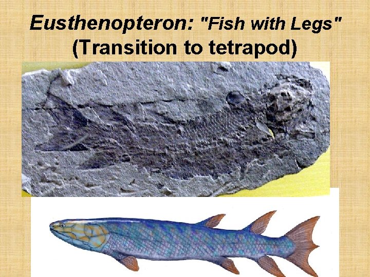 Eusthenopteron: "Fish with Legs" (Transition to tetrapod) 