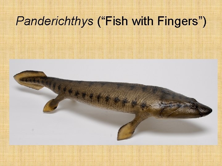 Panderichthys (“Fish with Fingers”) 