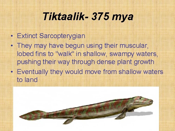 Tiktaalik- 375 mya • Extinct Sarcopterygian • They may have begun using their muscular,