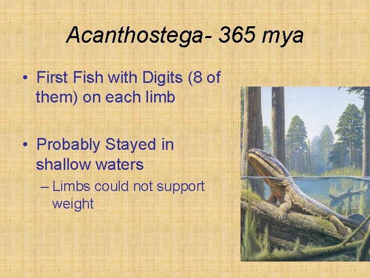 Acanthostega- 365 mya • First Fish with Digits (8 of them) on each limb