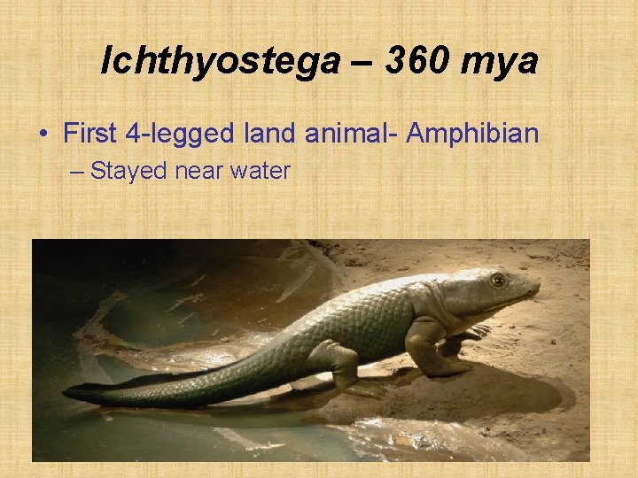 Ichthyostega – 360 mya • First 4 -legged land animal- Amphibian – Stayed near