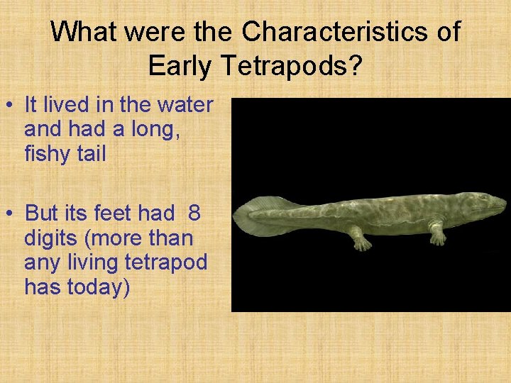 What were the Characteristics of Early Tetrapods? • It lived in the water and