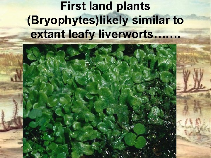 First land plants (Bryophytes)likely similar to extant leafy liverworts……. 