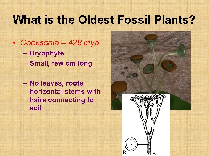 What is the Oldest Fossil Plants? • Cooksonia – 428 mya – Bryophyte –