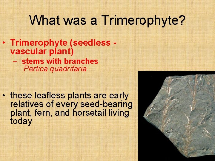 What was a Trimerophyte? • Trimerophyte (seedless vascular plant) – stems with branches Pertica