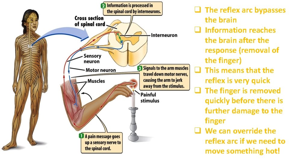 q The reflex arc bypasses the brain q Information reaches the brain after the