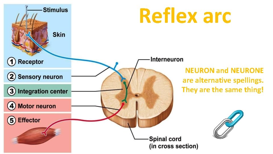 Reflex arc NEURON and NEURONE are alternative spellings. They are the same thing! 