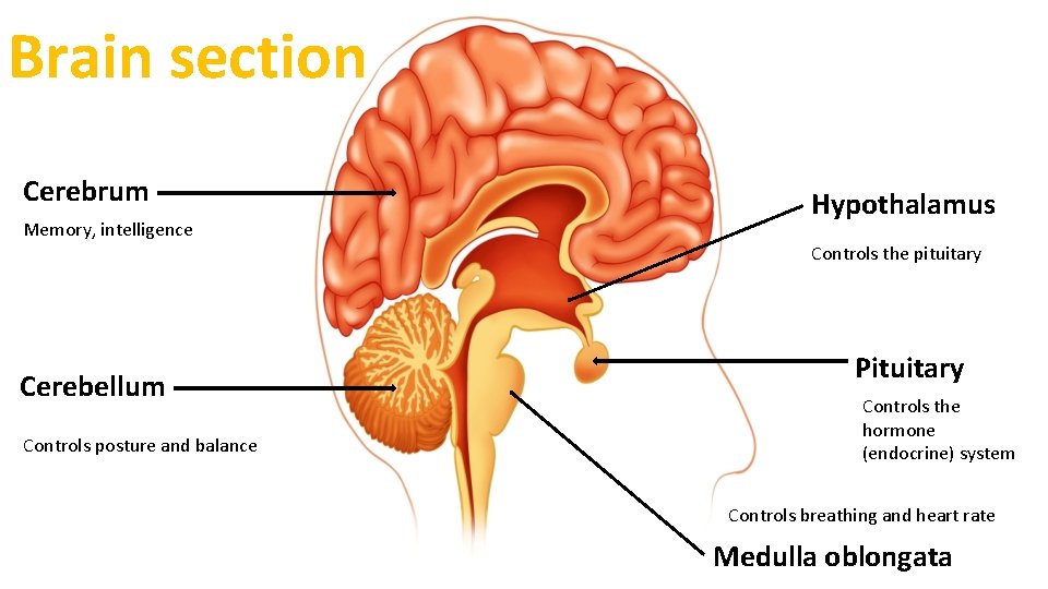Brain section Cerebrum Memory, intelligence Hypothalamus Controls the pituitary Cerebellum Controls posture and balance