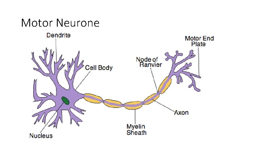 Motor Neurone 