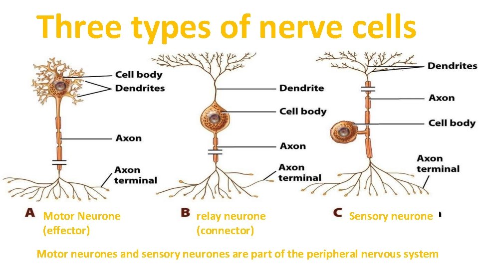 Three types of nerve cells Motor Neurone (effector) relay neurone (connector) Sensory neurone Motor