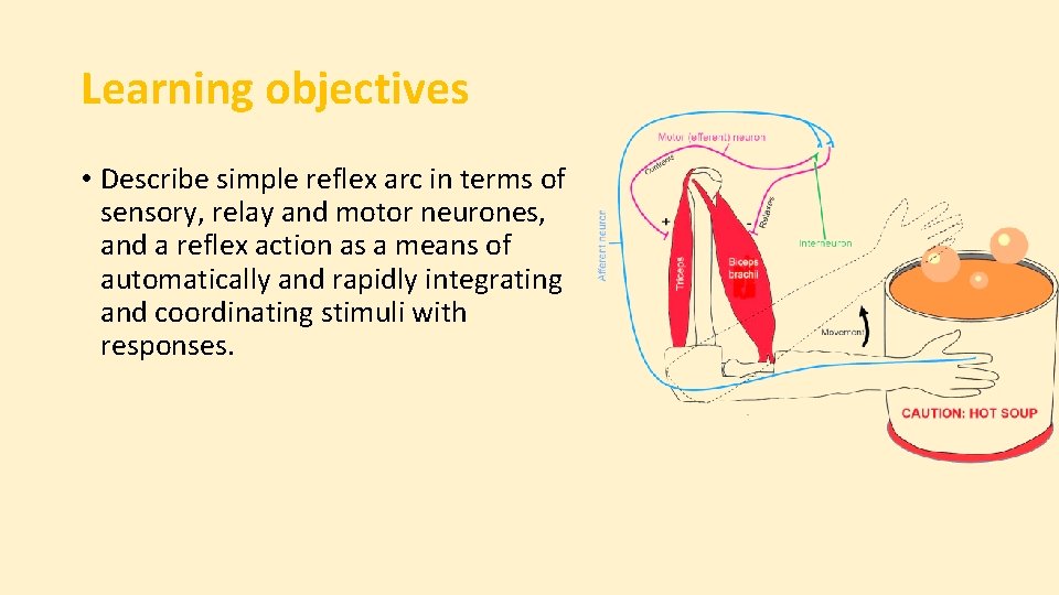 Learning objectives • Describe simple reflex arc in terms of sensory, relay and motor