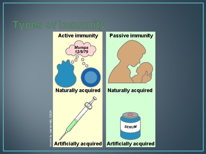 Types of Immunity Active immunity Passive immunity Naturally acquired Artificially acquired 