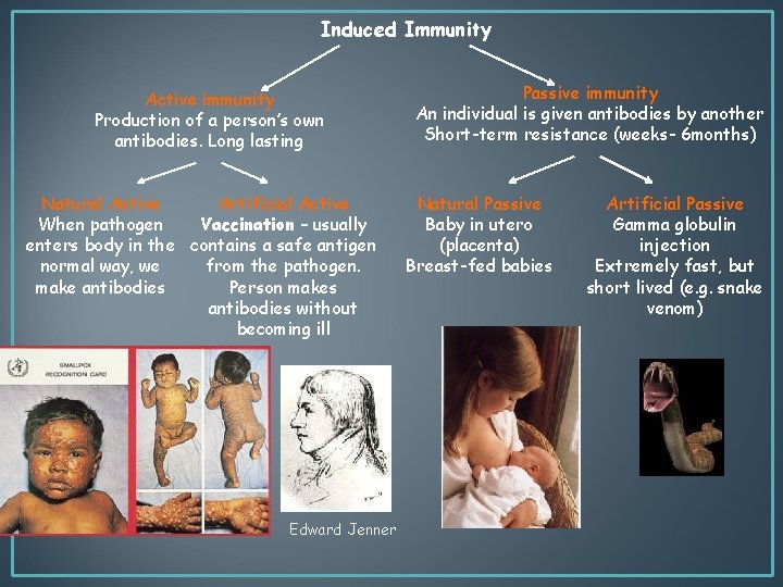 Induced Immunity Active immunity Production of a person’s own antibodies. Long lasting Natural Active