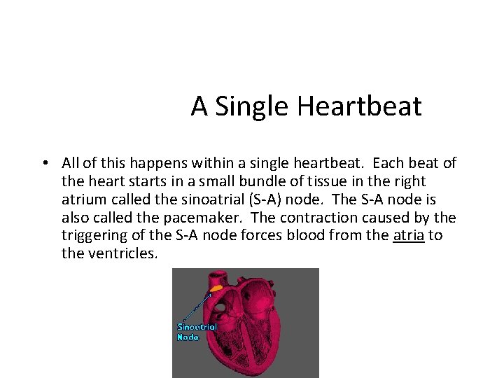 A Single Heartbeat • All of this happens within a single heartbeat. Each beat