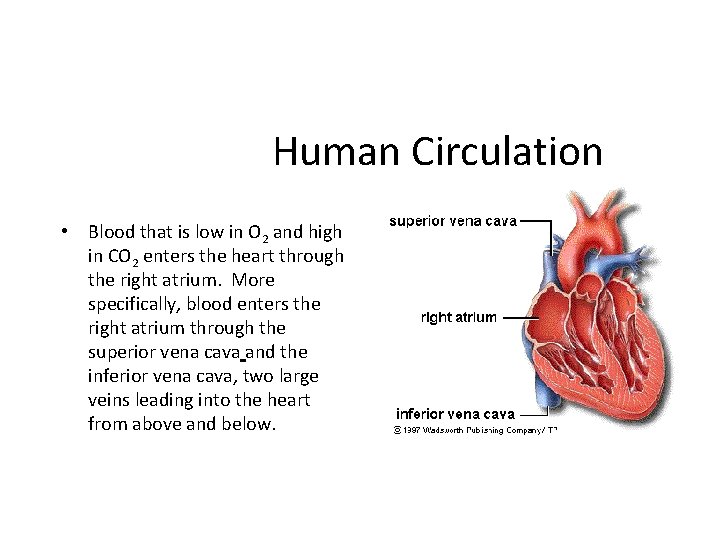 Human Circulation • Blood that is low in O 2 and high in CO