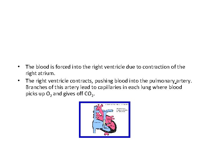  • The blood is forced into the right ventricle due to contraction of