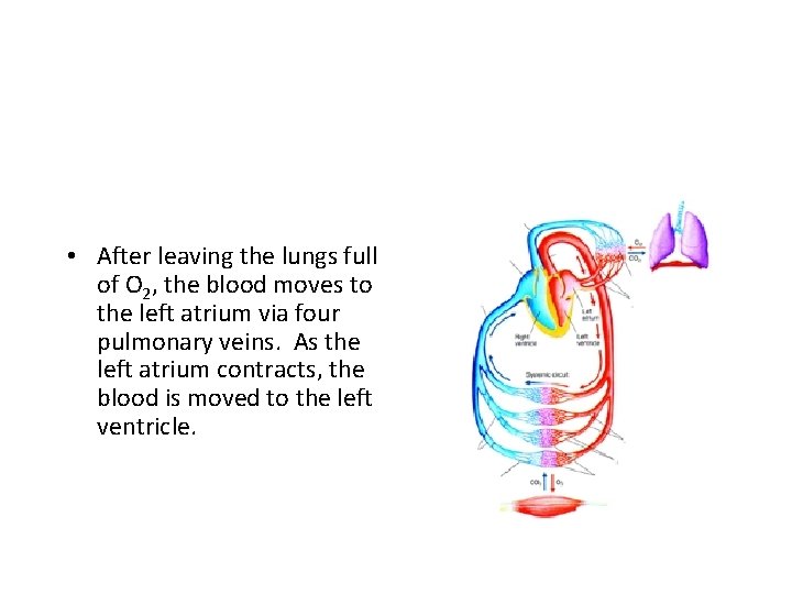 • After leaving the lungs full of O 2, the blood moves to